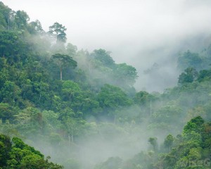 congo-rainforest01
